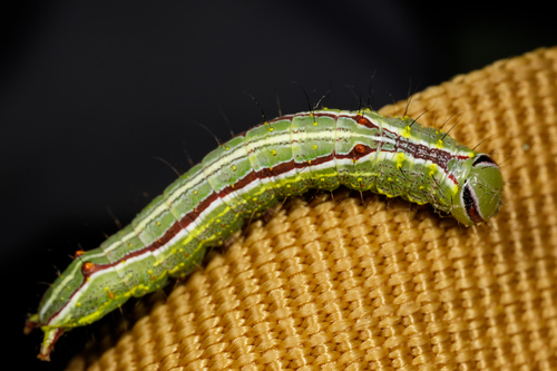 Double-lined Prominent photo 6