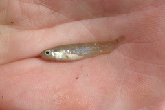 Fundulus chrysotus