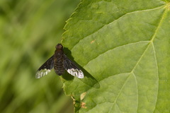 Hemipenthes morio