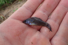 Aphredoderus sayanus