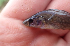 Aphredoderus sayanus