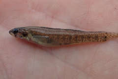 Etheostoma gracile