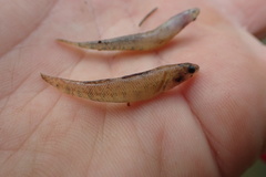Etheostoma gracile