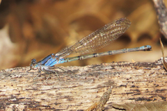 Argia funebris