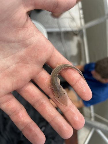 Sand Sturgeon (Scaphirhynchus platorynchus) — Acipenseridae — 3