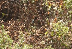 Eugenes fulgens