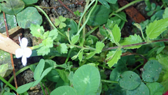 Chaenostoma cordatum