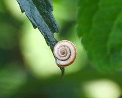 Cernuella neglecta