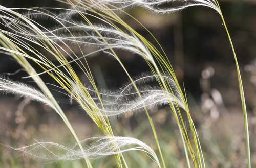 Stipa borysthenica Klokov ex Prokudin