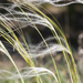 Stipa borysthenica - Photo 由 Denis Davydov 所上傳的 (c) Denis Davydov，保留部份權利CC BY-NC