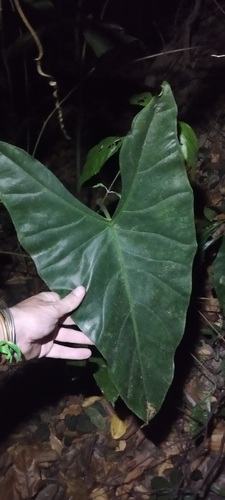 Alocasia longiloba