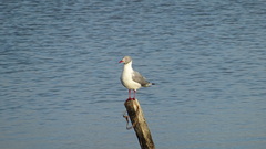 Chroicocephalus cirrocephalus