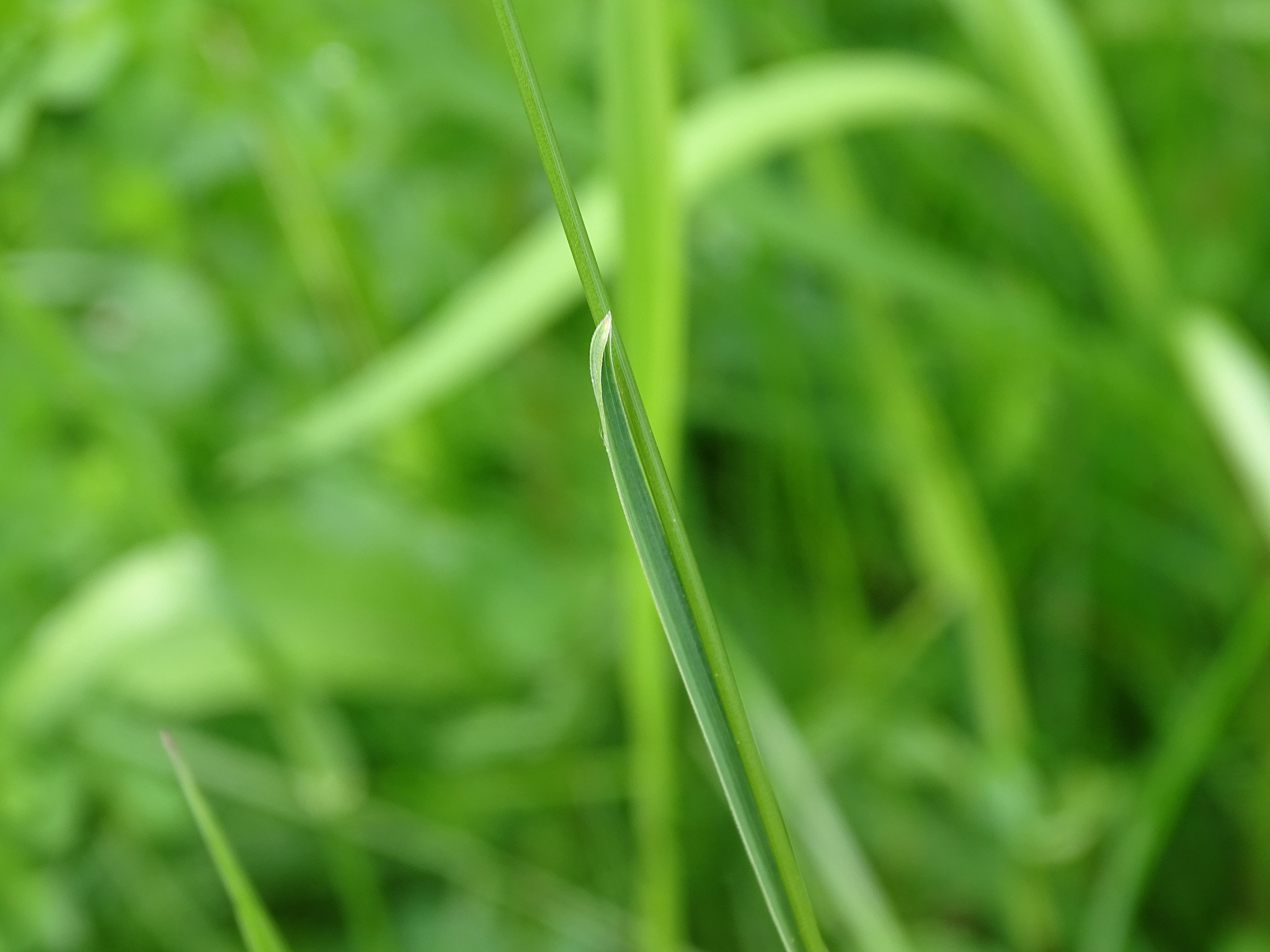 A few blades of Kentucky bluegrass, in focus and surrounded by out of focus blades of Kentucky bluegrass in the background