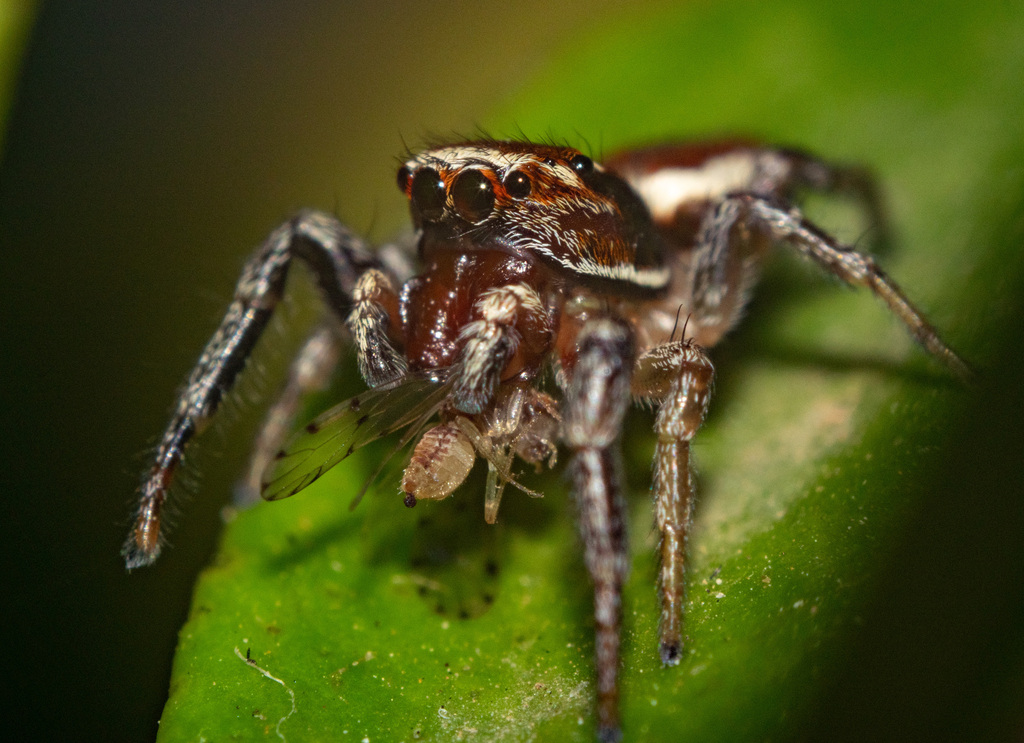Striking Jumping Spiders