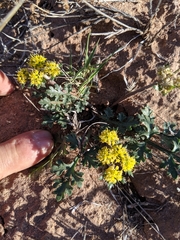 Cymopterus