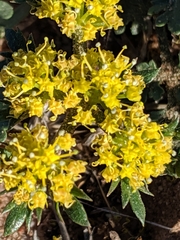 Cymopterus