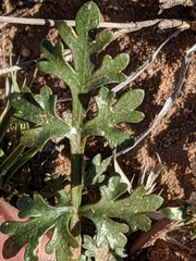 Cymopterus