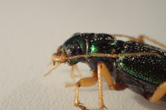 Tetracha virginica