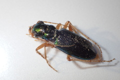 Tetracha virginica