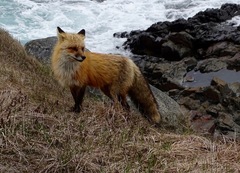 Vulpes vulpes deletrix