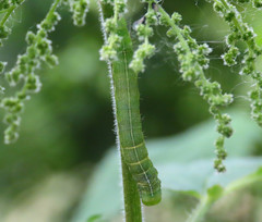 Orthosia gothica