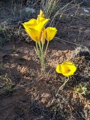 Calochortus aureus
