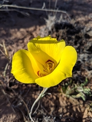 Calochortus aureus