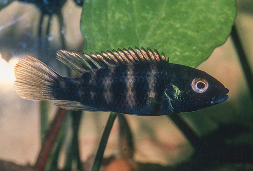 Bates' benitochromis (Benitochromis batesii) — Cichlidae — 2