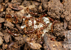 Syscia augustae