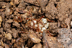 Syscia augustae