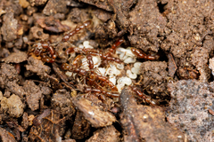 Syscia augustae
