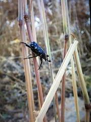 Heterocnemis graeca