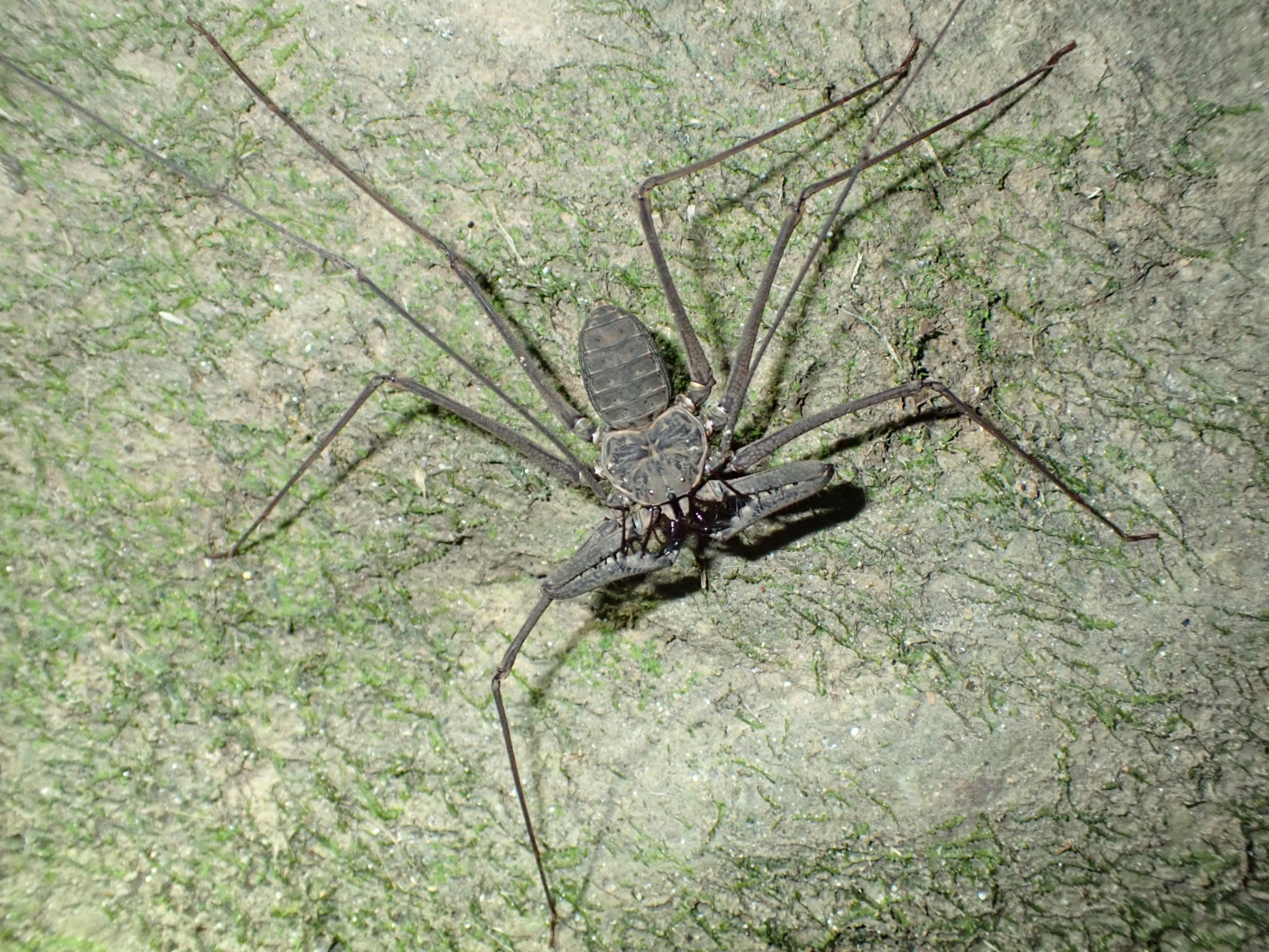 Heterophrynus batesii (Butler, 1873)
