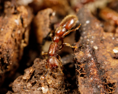 Syscia augustae