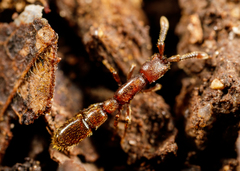 Syscia augustae