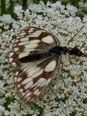 Marbled White