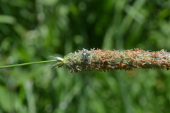 Malachius bipustulatus