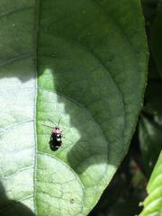 Omophoita boliviana