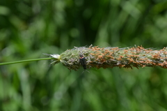 Malachius bipustulatus