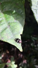 Omophoita boliviana