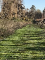 Nothoprocta perdicaria