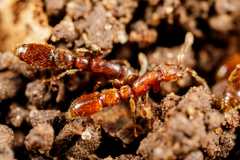 Syscia augustae