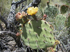 Opuntia engelmannii engelmannii