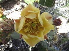 Opuntia engelmannii engelmannii