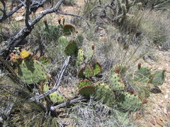 Opuntia engelmannii engelmannii
