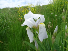 Iris × germanica