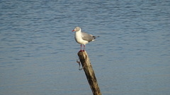 Chroicocephalus cirrocephalus