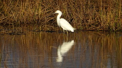 Egretta thula