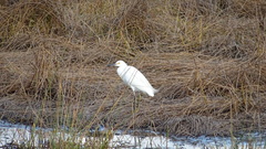 Egretta thula