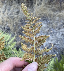 Pteridium aquilinum var. pubescens
